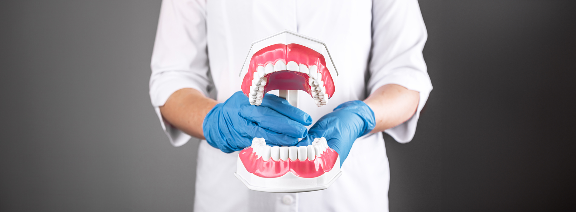 A dental hygienist wearing a white lab coat and blue gloves, holding up a transparent model of a human mouth.