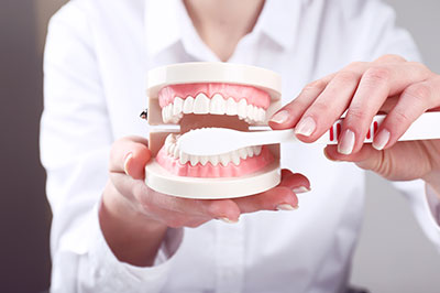 A woman s hand holding a model of a human mouth with teeth, in front of a person wearing glasses and a white shirt.